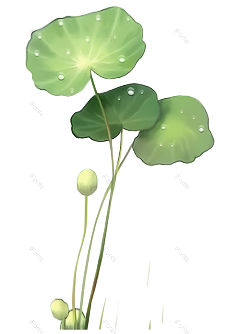 叶子图片,夏至元素,元素PNG,荷花免抠素材